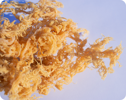 Unlocking the Secrets of Sea Moss: A Nutritional Powerhouse