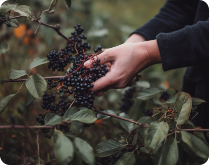 Elderberry: Nature’s Immune Booster
