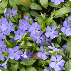 Periwinkle