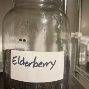 Elderberry Jar